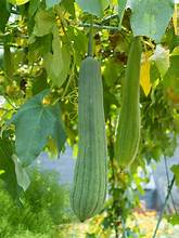 Luffa cylindrica